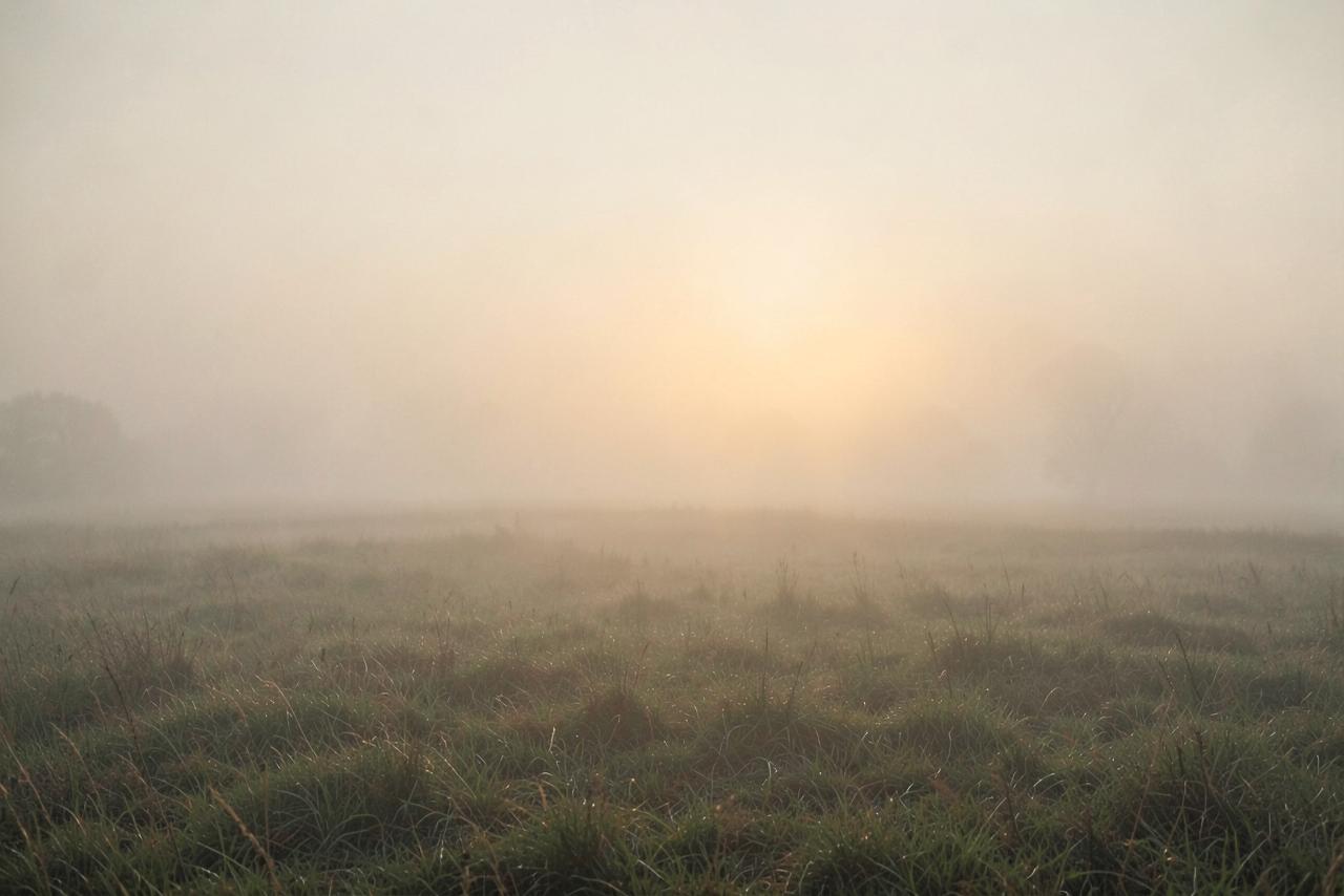 Soft morning fog over an open field